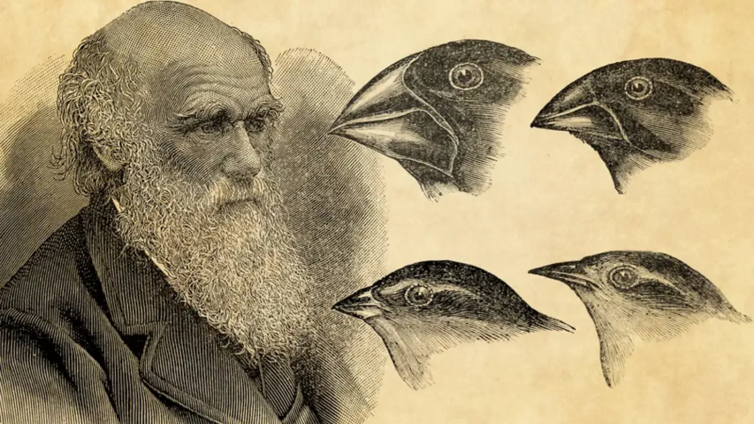 Charles Darwin & His Finches.webp