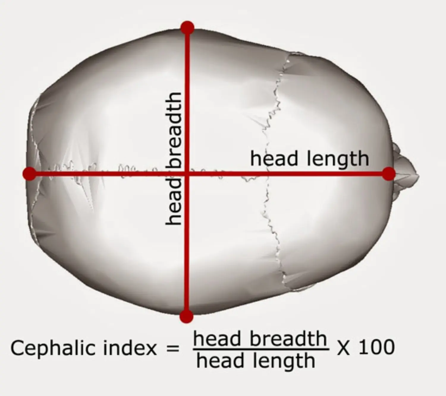 Cephalic Index.png
