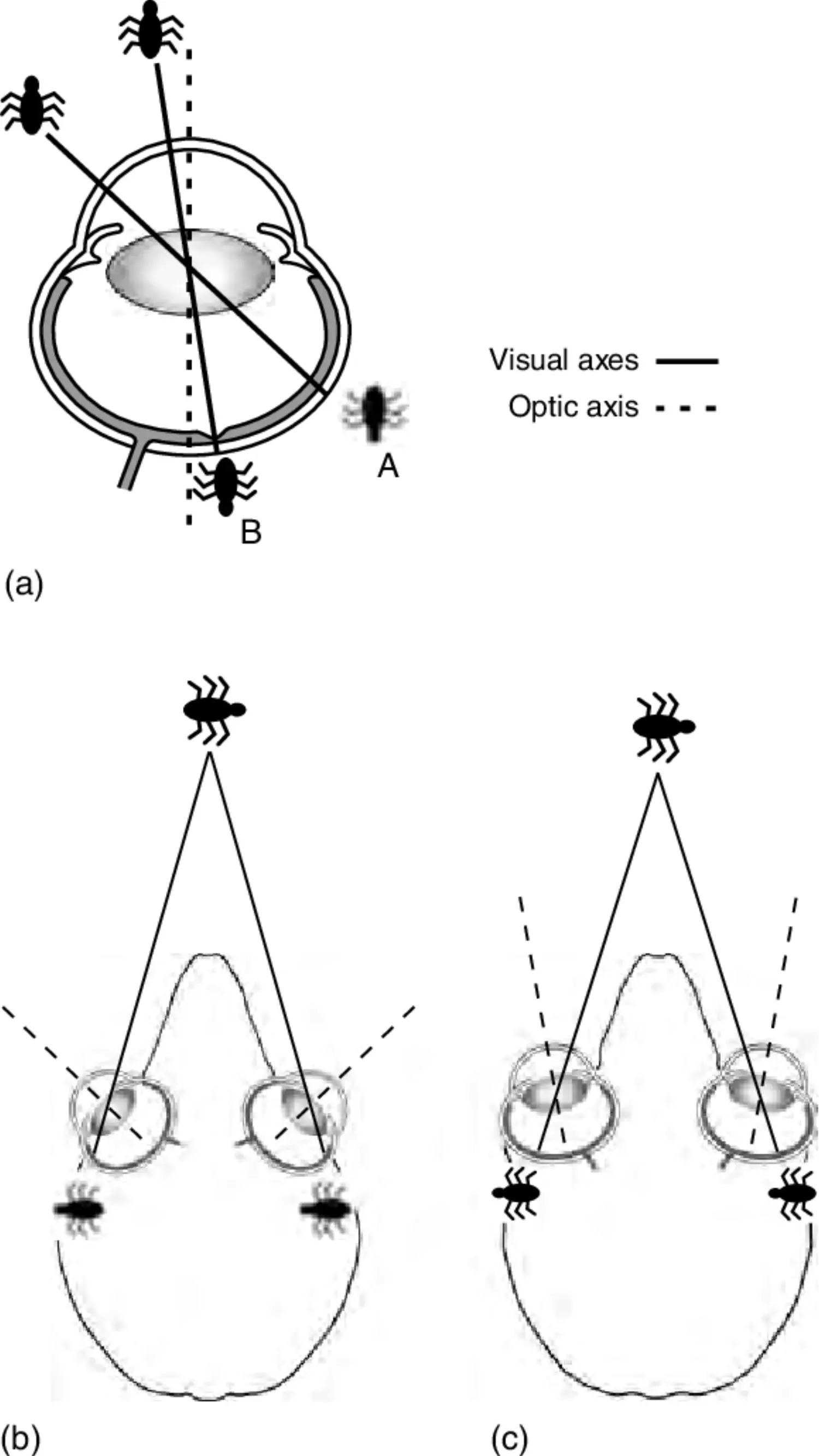 Orbital Convergence of Eye - Diagram.png