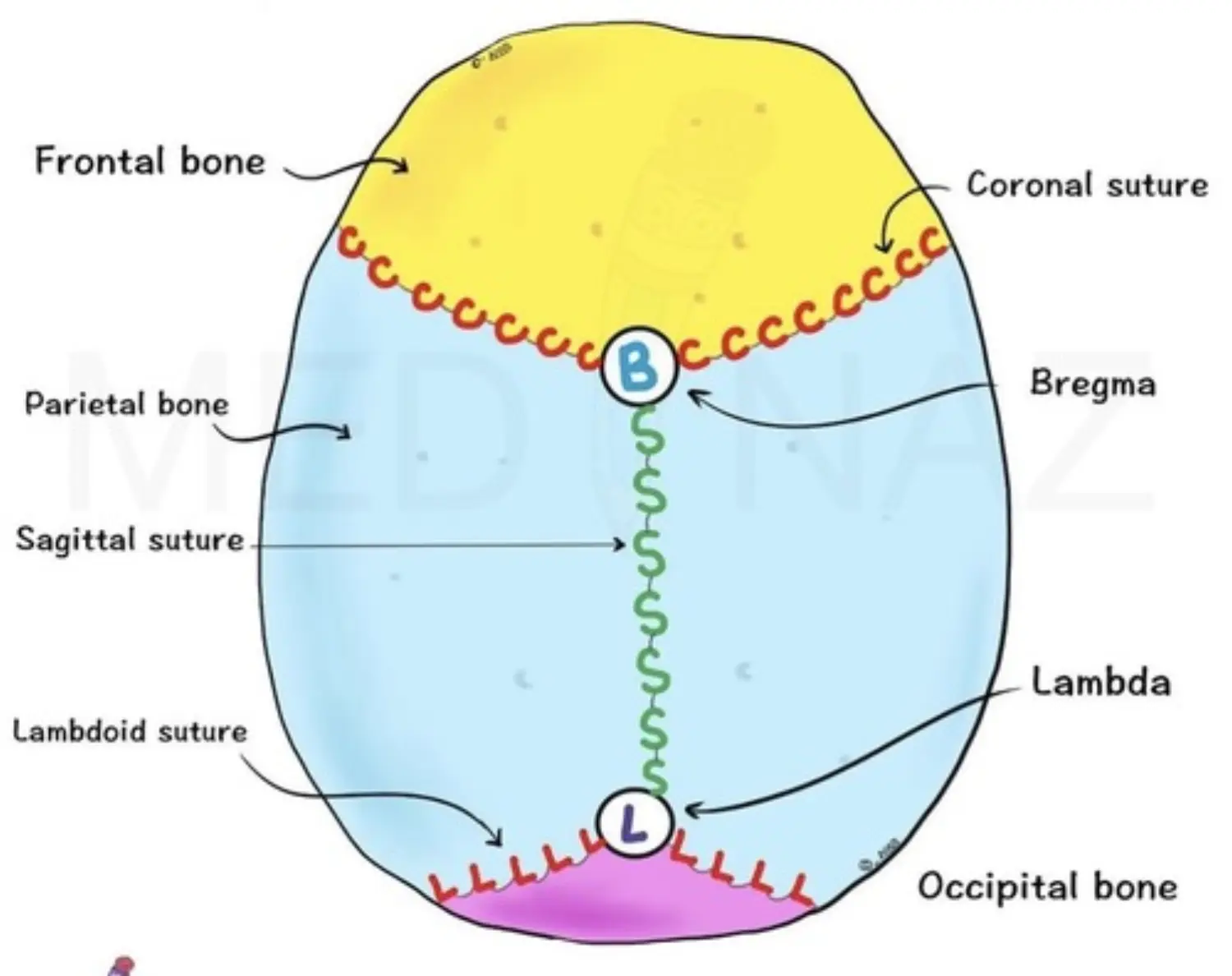 Sutures & Joints.jpg
