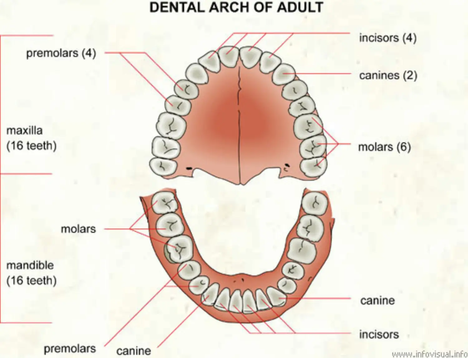 Dental Arch of Adults.jpeg