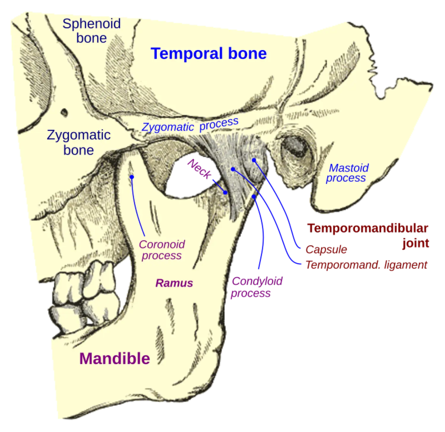 Mastoid Process.png
