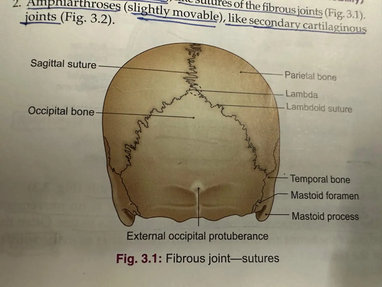 Occipital Protuberence.jpeg