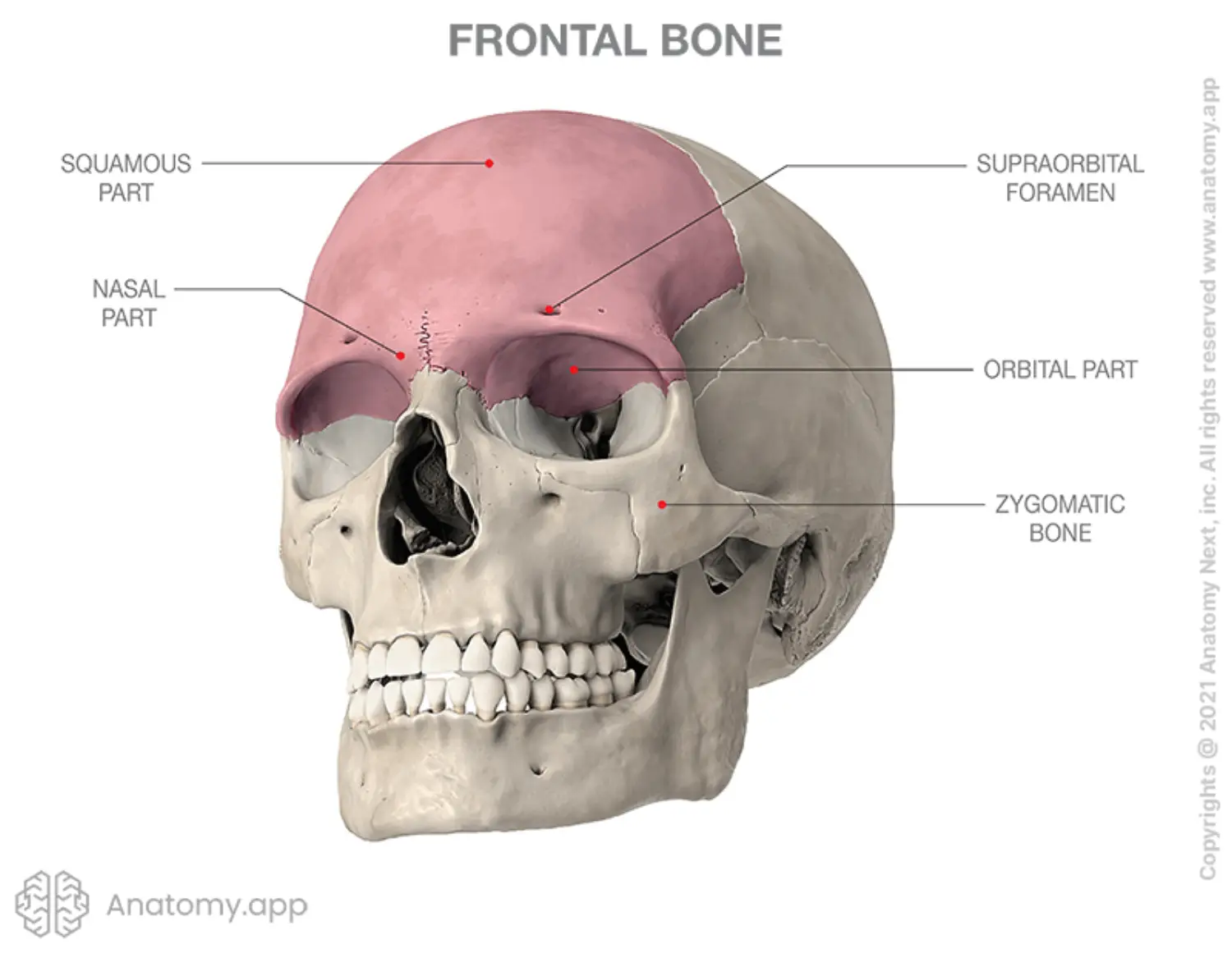 Frontal Bone.png