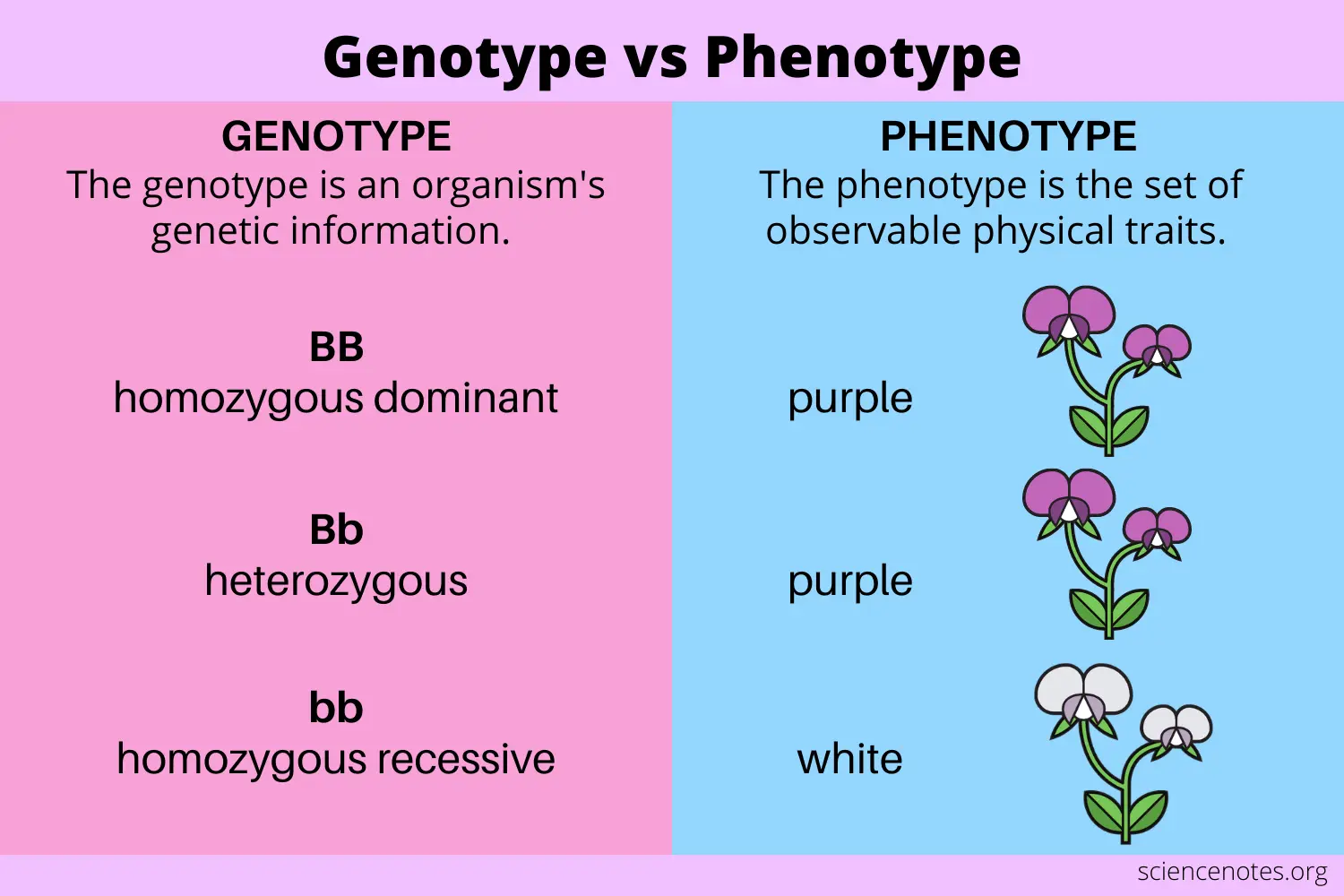 Genotype-vs-Phenotype.png