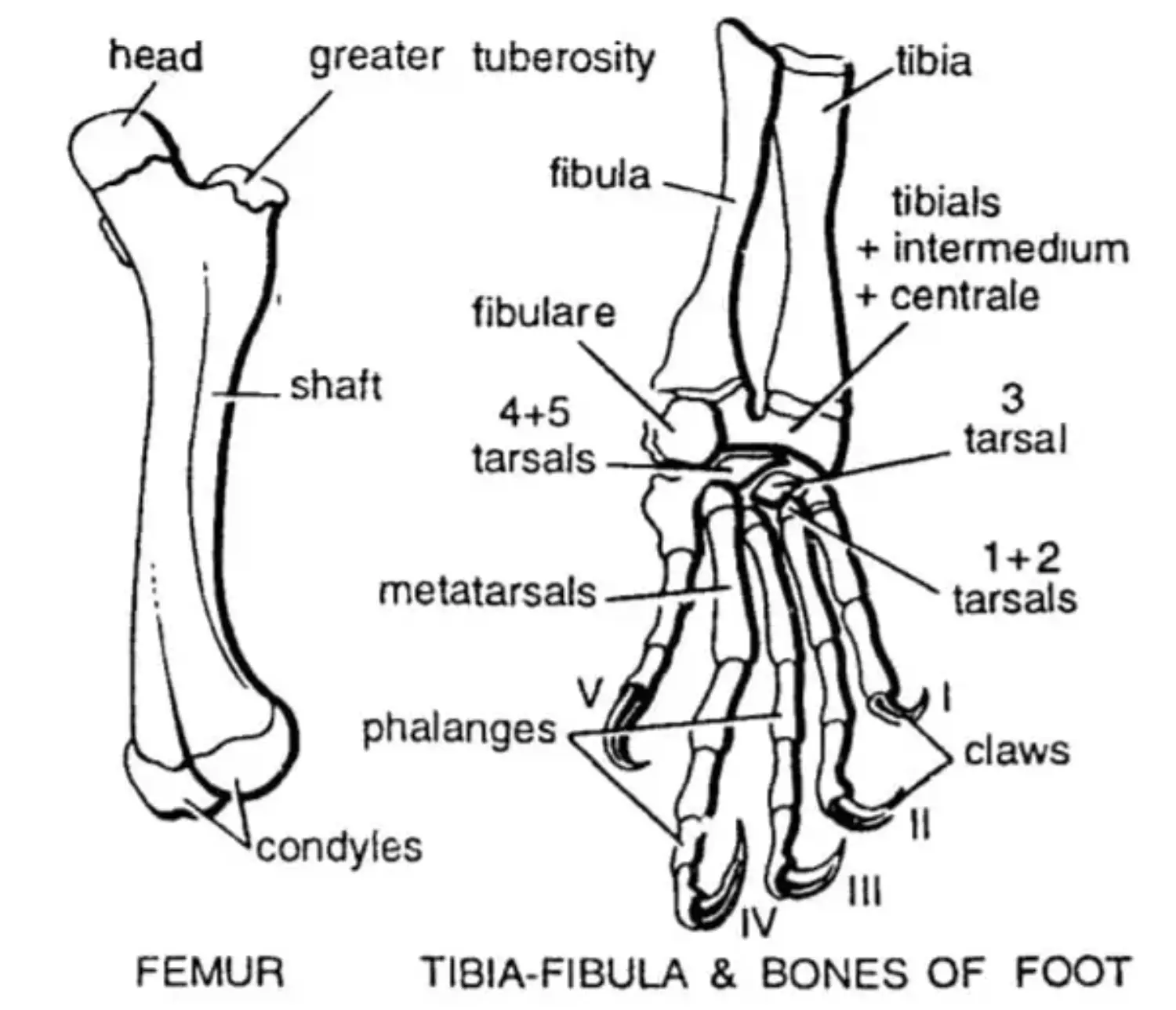 Hind Limb.webp