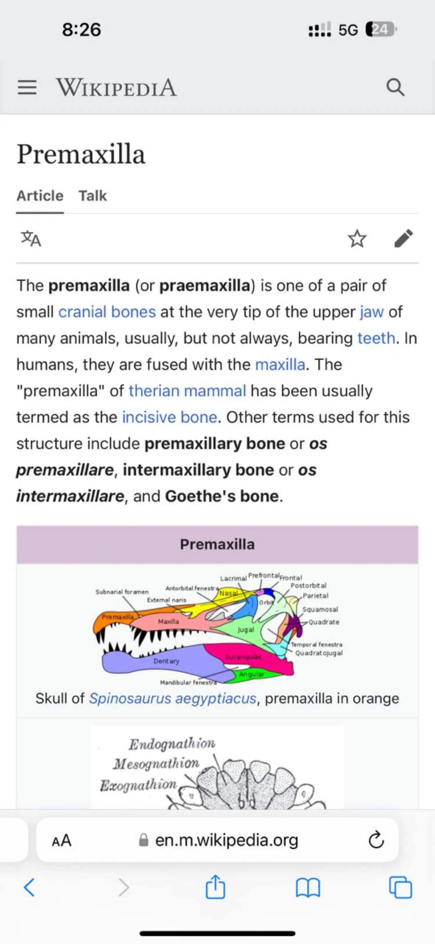 Pre Maxilla .jpeg