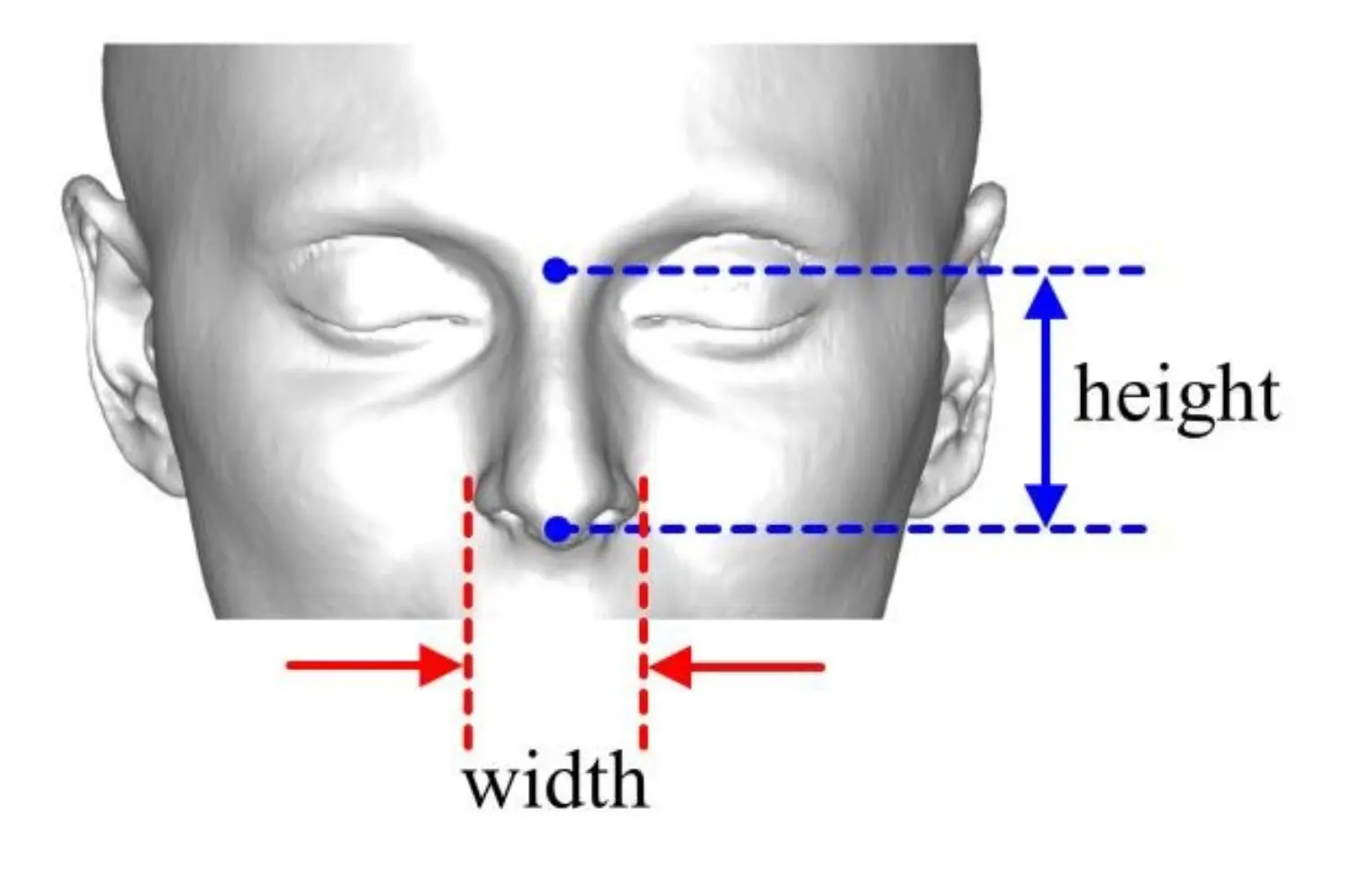 Nasal Index.png