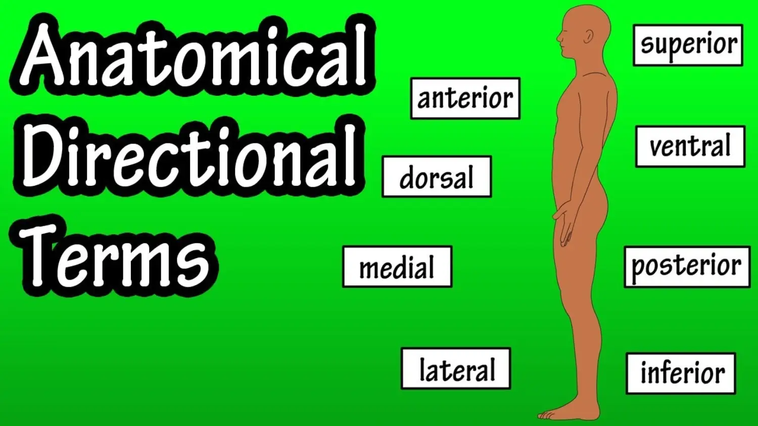 Anatomical Directions 1.jpg
