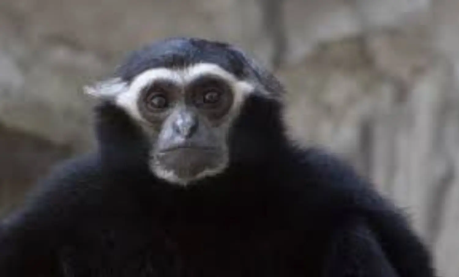 Gibbon Face Ring.jpeg
