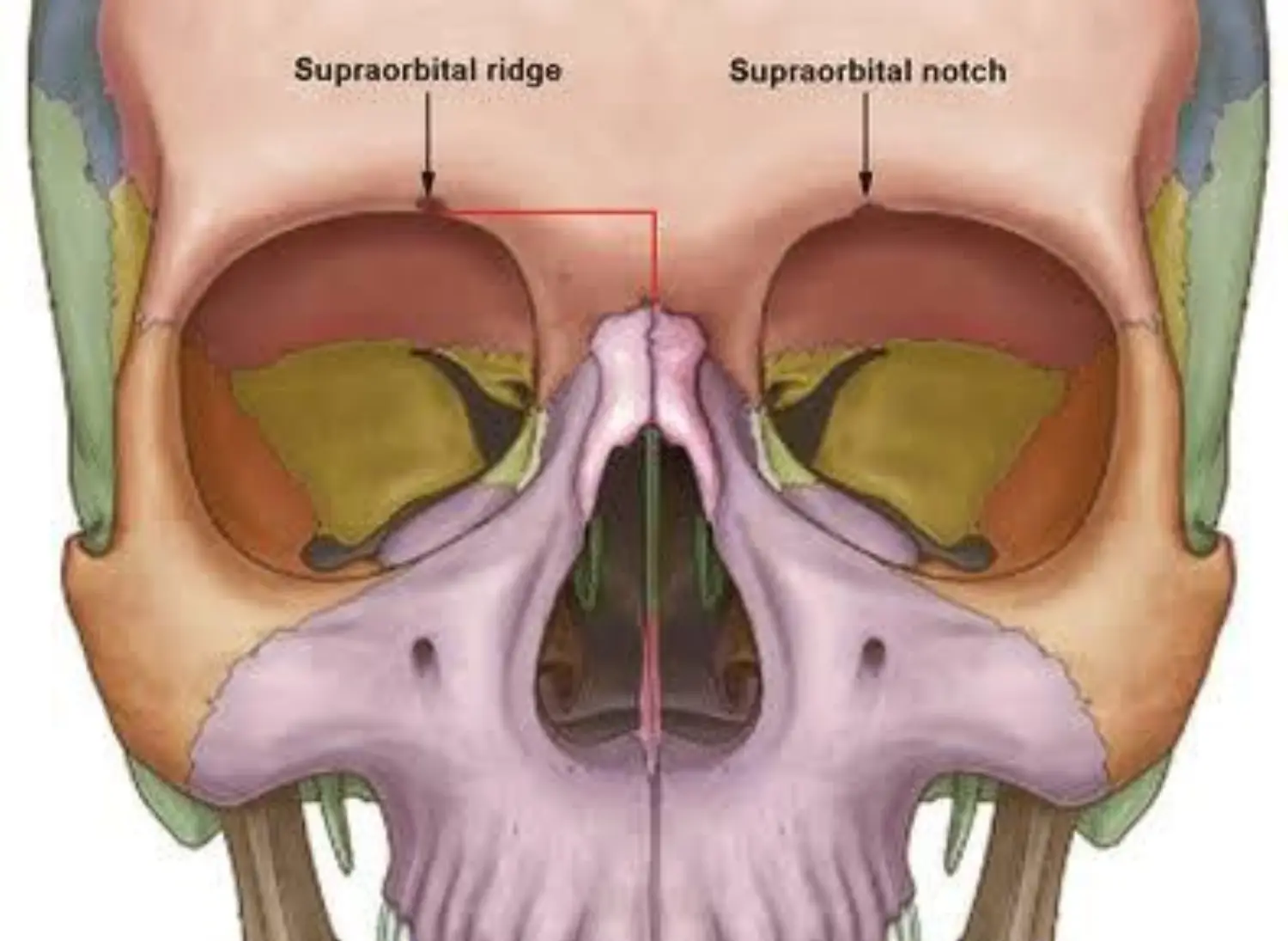 Supra Orbital Ridge.jpeg
