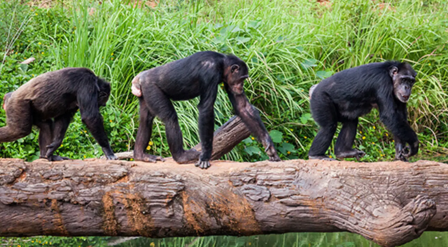 Bonobo Tail Tuft.jpeg