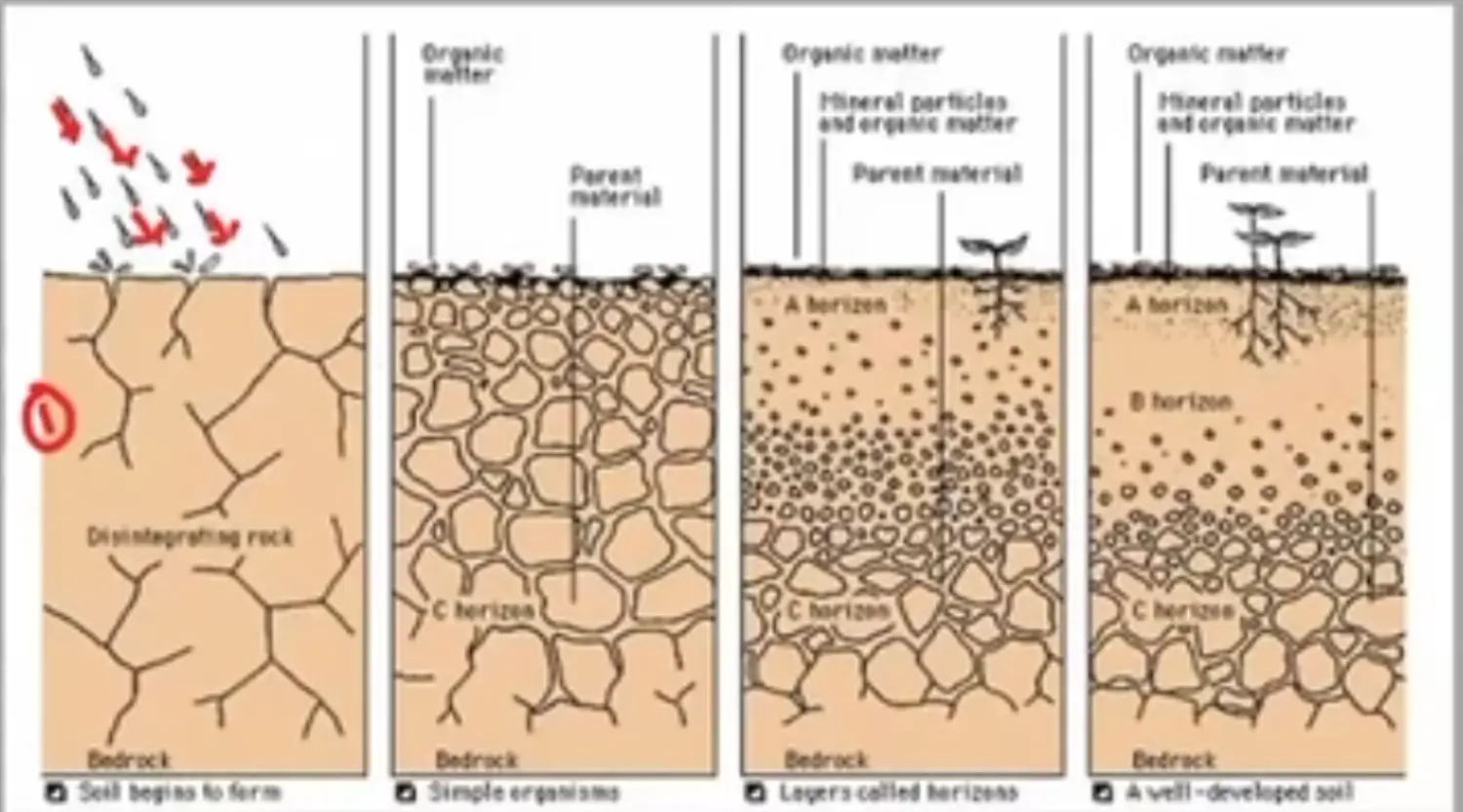 Process of Soil Profile Formation 