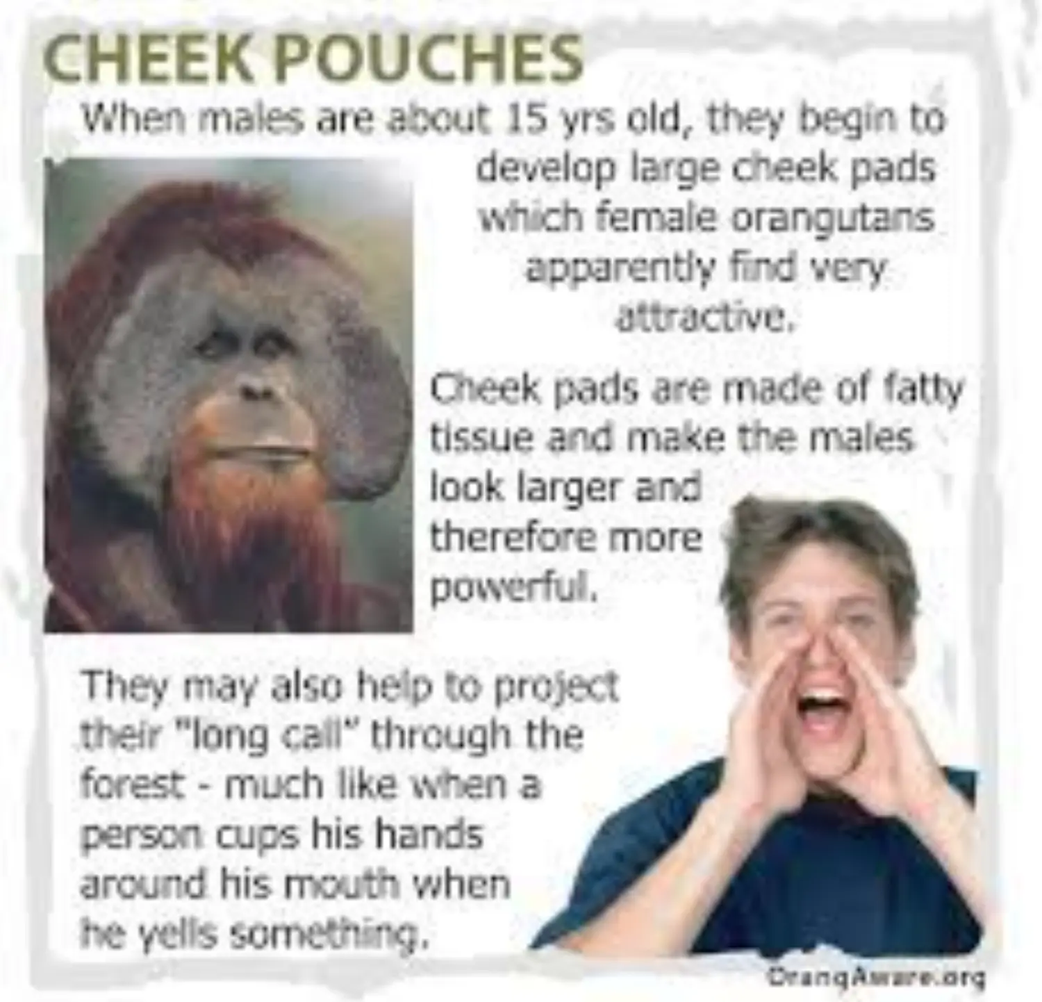 Cheek Pad of Orangutan.jpeg
