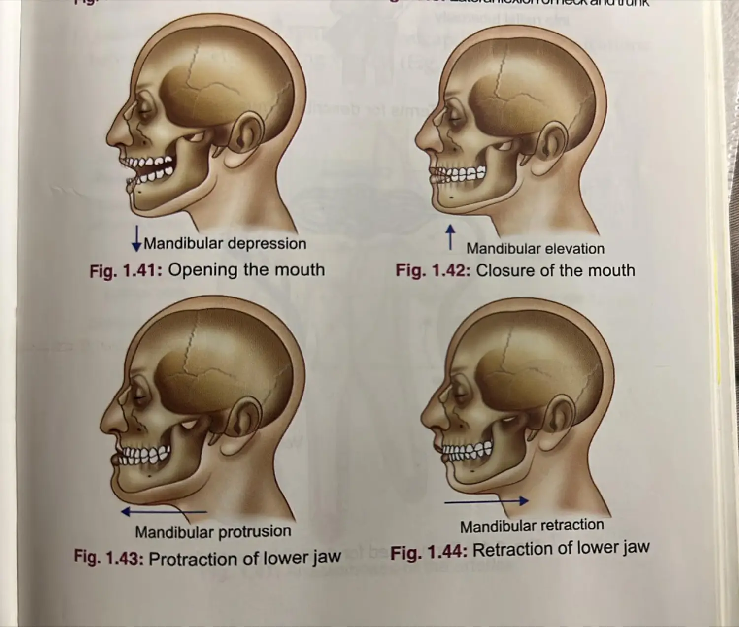 Jaw Movements.jpeg