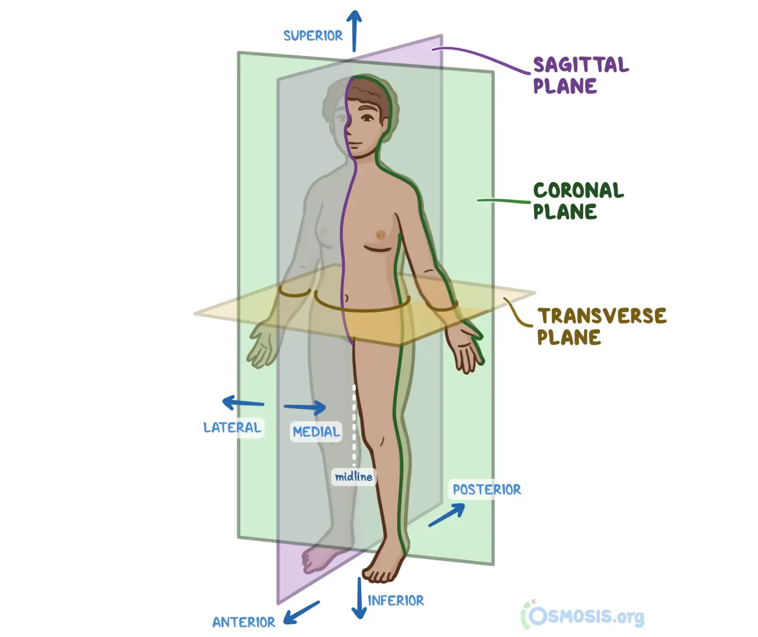 Anatomical Positions 2.webp