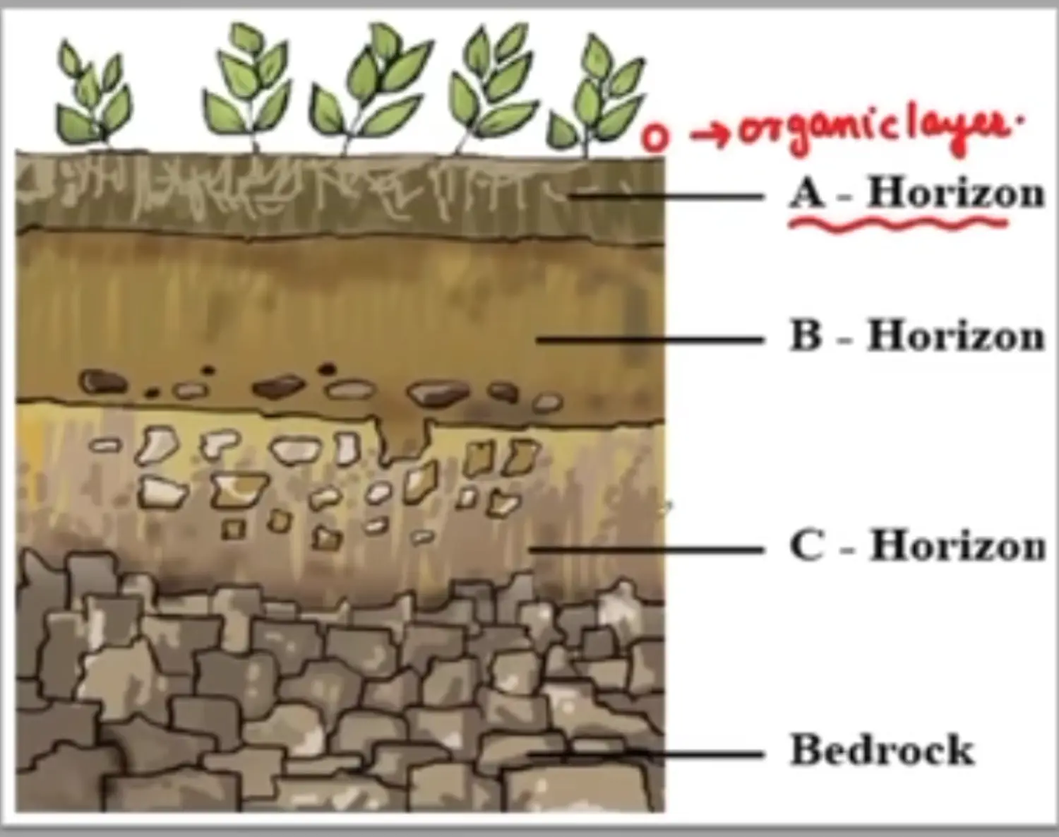 Soil Profile